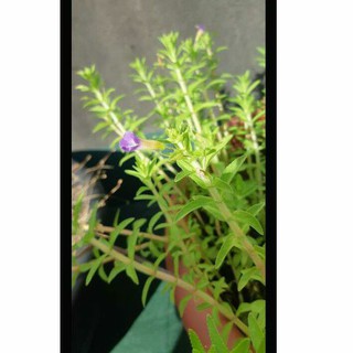 紫蘇薄荷的價格推薦 21年9月 比價撿便宜