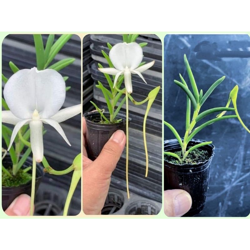 蘭蕨雨林 Angraecum Scottianum 原生種 史考特風蘭 植株不大就有開花能力 蝦皮購物