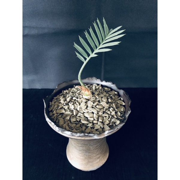 霸王蘇鐵E.Horridus
