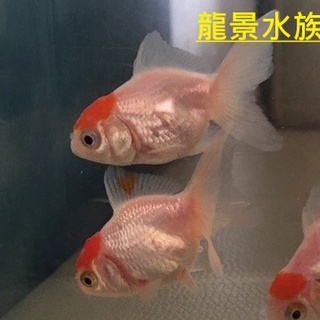 金魚琉金 優惠推薦 22年1月 蝦皮購物台灣