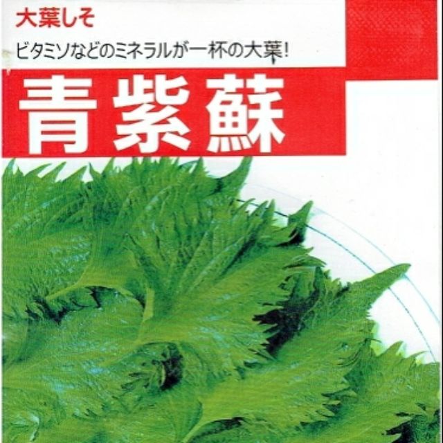 種子王國 青紫蘇  分包裝 香藥草種子 約2公克/包（介意者請勿下標）