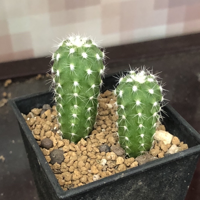 A68 子吹王冠短毛丸熊多肉植物6 29 蝦皮購物