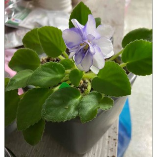 非洲菫的價格推薦 21年8月 比價撿便宜