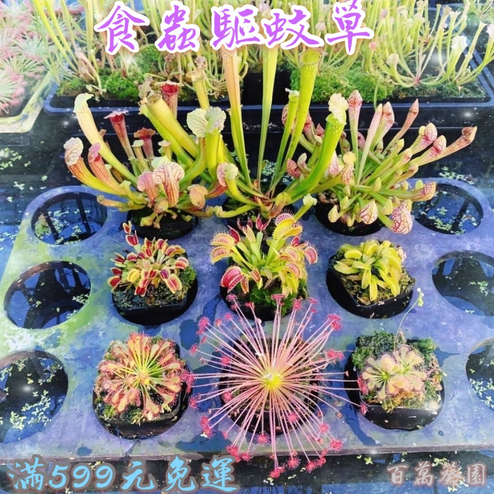 食人花 優惠推薦 21年7月 蝦皮購物台灣