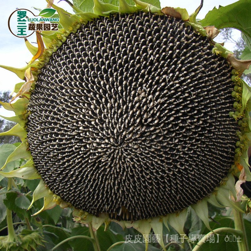 種子夯 大清花食葵花種子 食用向日葵大盤葵花籽小籽油葵種籽蔬菜種子htzh 蝦皮購物