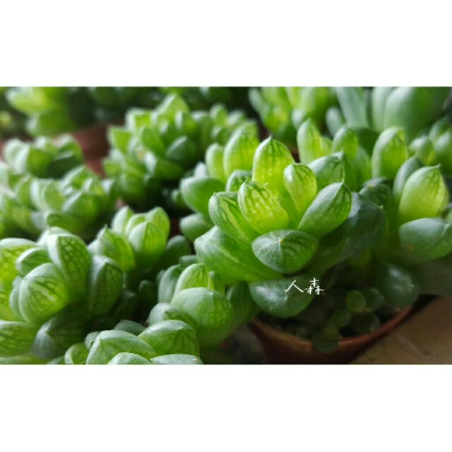 姬玉蟲 水晶殿 草玉露 多肉植物 人森 百合科1吋盆迷你盆迷你可愛療癒有透明窗 蝦皮購物