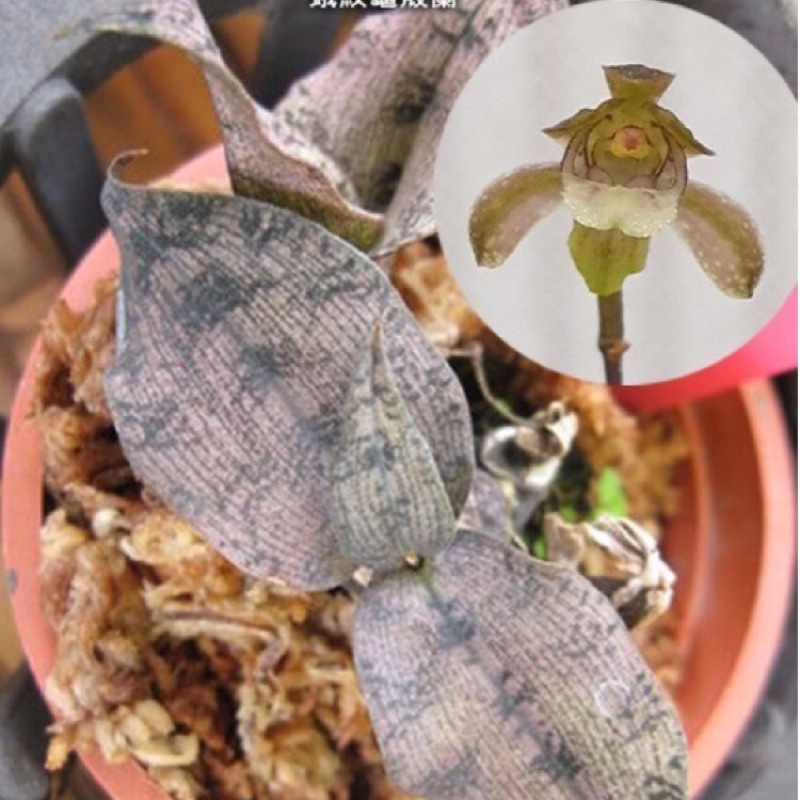 蛾紋龜殼蘭 Oeceoclades roseovariegata x sib 1.7吋 蘭花 斑葉