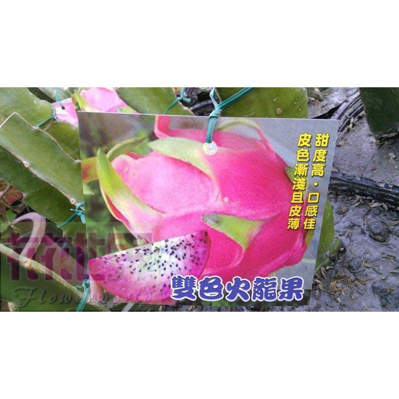 花花世界-水果苗**雙色火龍果苗**4.5吋盆/高15-25cm/新品種/MA