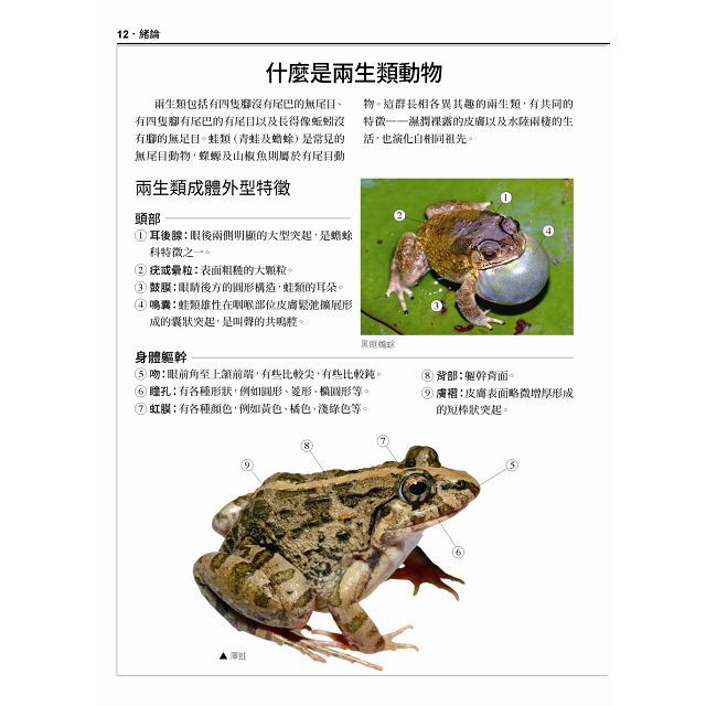 全新 台灣蛙類與蝌蚪圖鑑 作者 楊懿如 出版社 貓頭鷹 定價 750 蝦皮購物