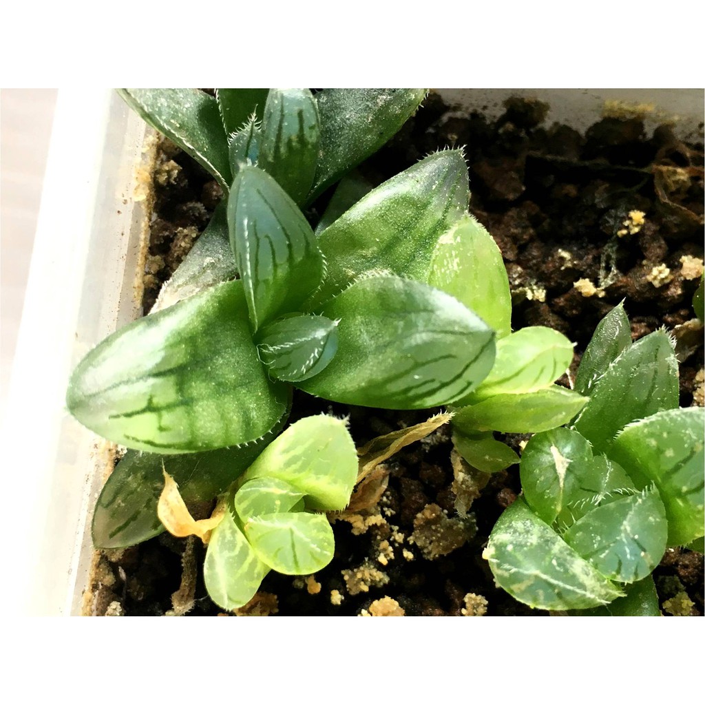 多肉植物百合科十二卷屬haworthia 百合混種實生苗 有錦交配式無錦株 蝦皮購物