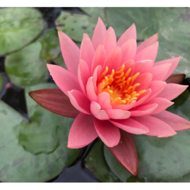 科羅拉多子母蓮蓮花荷花香水睡蓮觀音蓮水生植物裸根不含盆寄出 蝦皮購物