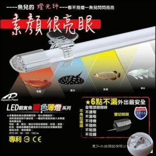 水中燈 台灣 惠弘 LED 黃燈 金龍亮黃 高級觀賞魚專用 燈具2尺~5尺