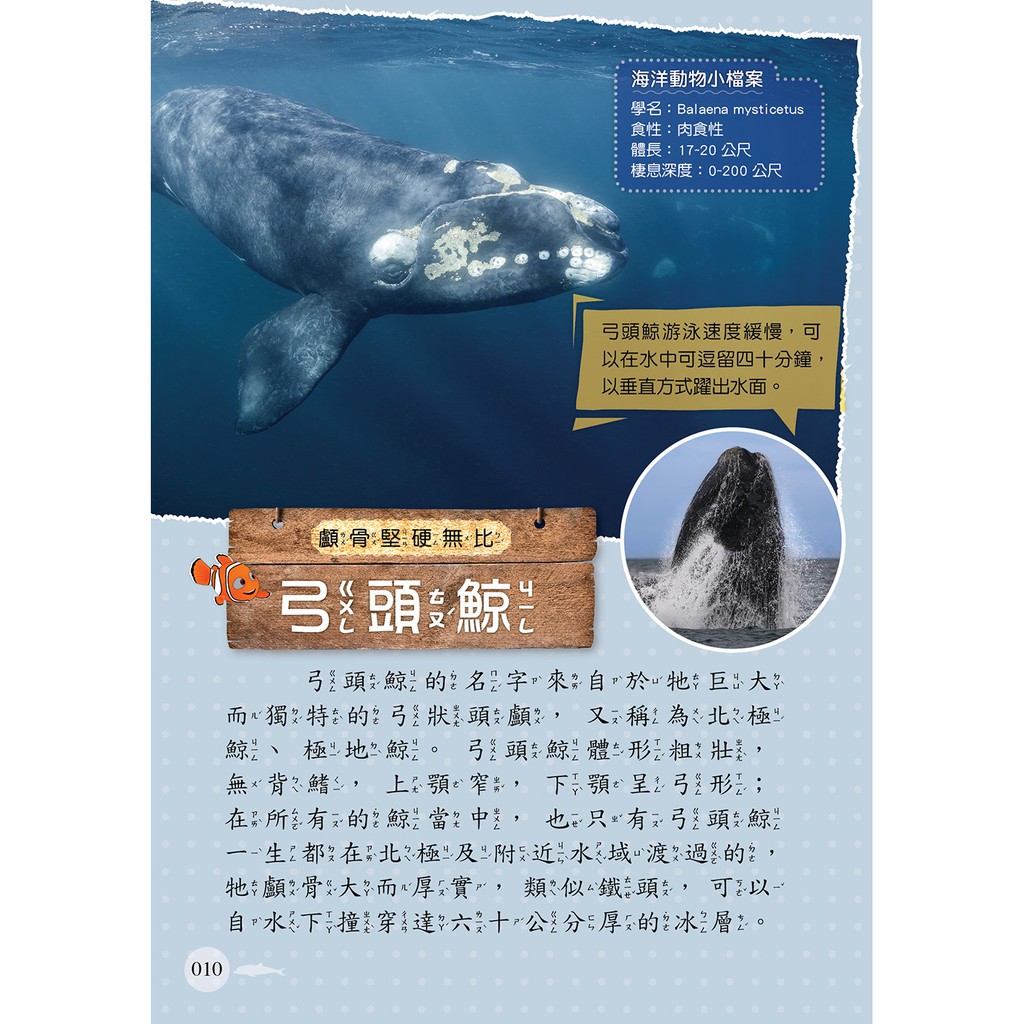 海洋動物圖鑑小百科 脊椎 無脊椎動物 蝦 玩藝 蝦皮購物