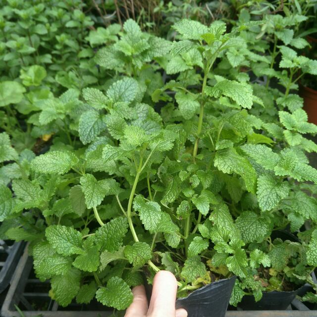 香蜂草蜜蜂花3吋盆香草盆栽花苗 蝦皮購物
