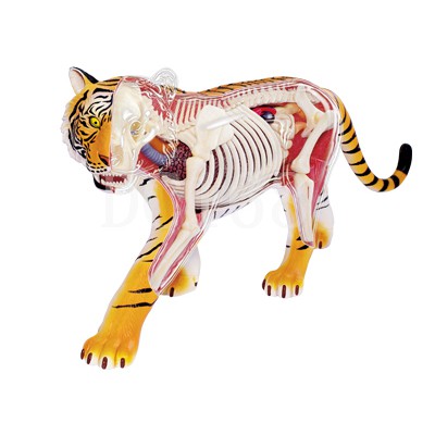 4D MASTER 動物解剖拼裝生物模型 老虎解剖拼裝動物模型