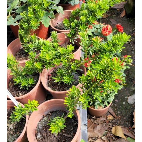 花囍園_喬木觀賞植物—金鑽羅漢松(造型C)--樹姿優雅~優質景觀植栽/6吋高約15-20cm