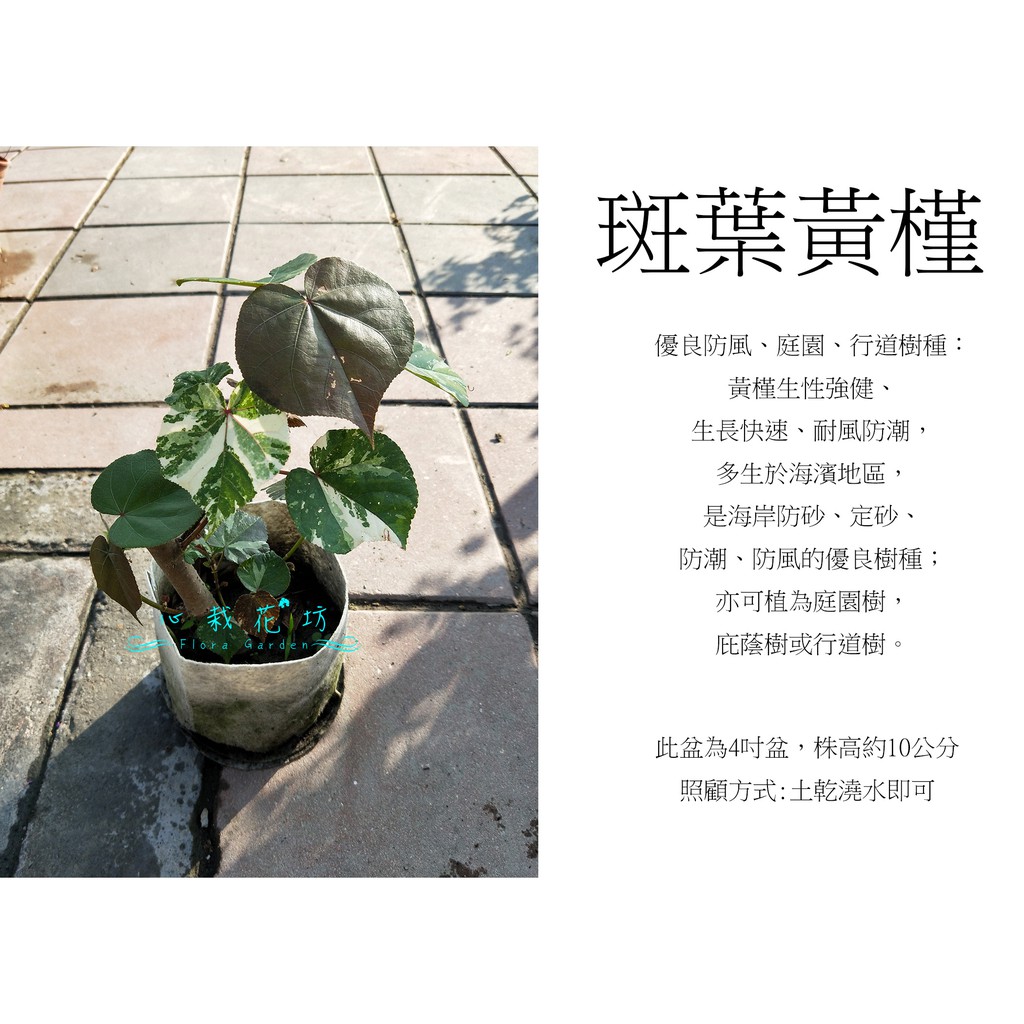 心栽花坊-斑葉黃槿/4吋/綠化植物/綠籬植物/觀花植物/售價350特價300