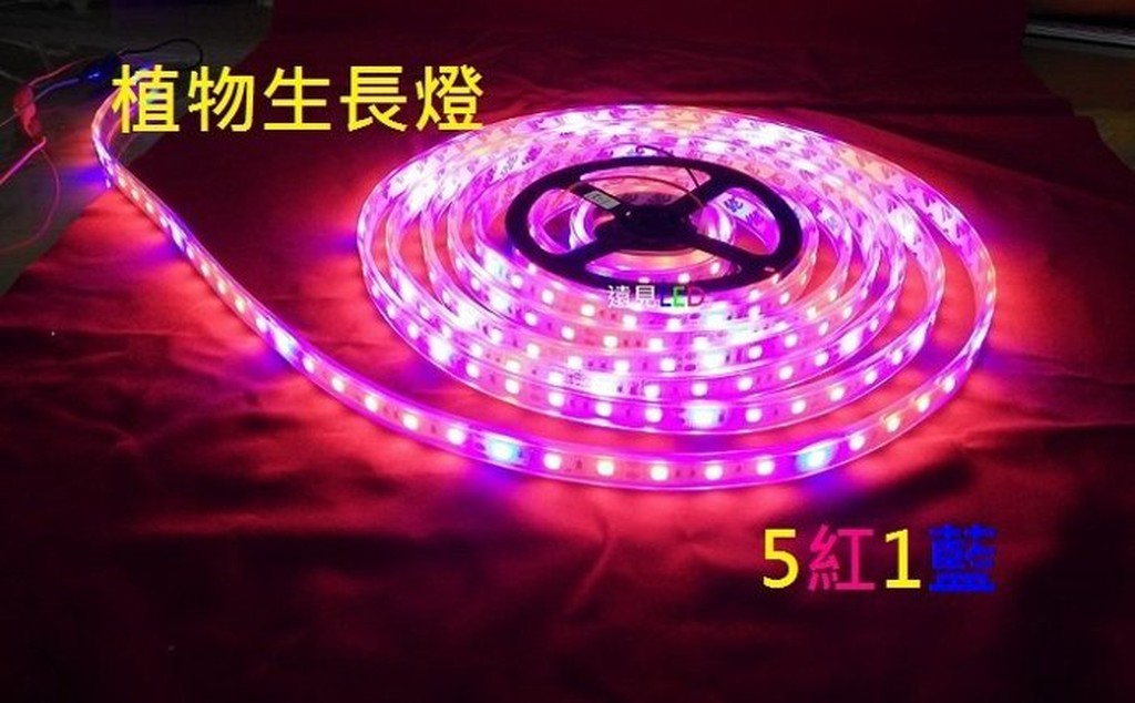 ♥遠見LED♥LED滴膠植物燈帶 5050 防潑水 5紅1藍 DC12V  LED植物燈條 LED招牌材料批發