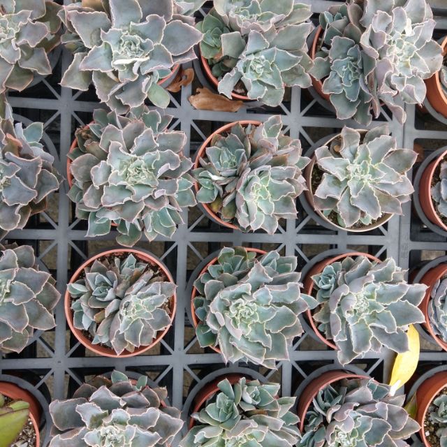 多肉植物群生記憶漩渦 蝦皮購物