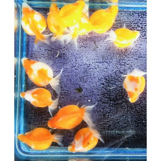 珠鱗的價格推薦 21年3月 比價撿便宜