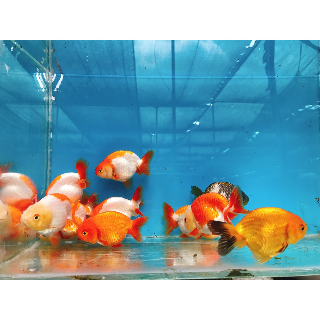 金魚蘭壽 超精美 錯過可惜 蝦皮購物