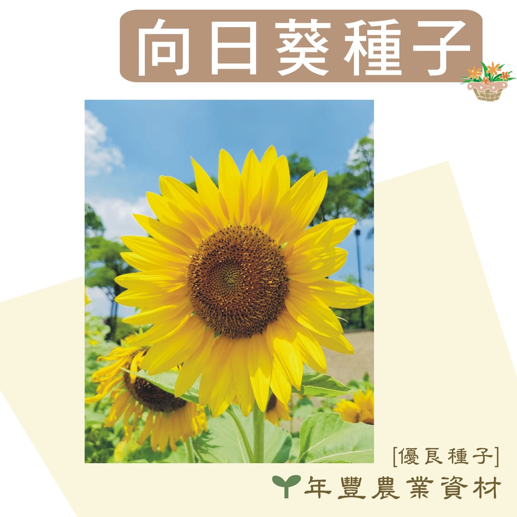 優良種子 向日葵種子 中輪種 大輪種 美化綠化環境作物 品質保證挑戰市場低價 0 5公斤 4公斤裝 蝦皮購物