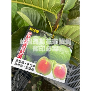 ☆萬花叢★水果苗【紅寶石芭樂(嫁接苗)】★4吋軟盆★25-50cm☆