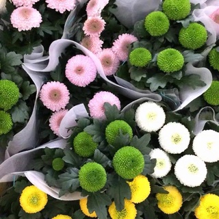 乒乓菊雛菊花種子 盆栽鮮花植物陽臺室內四季易種花卉籽種