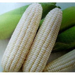 【全館590免運】超甜玉米(雪珍)種子~純白 玉米種子 白玉米 超甜玉米種子 蔬果種子  童話園藝