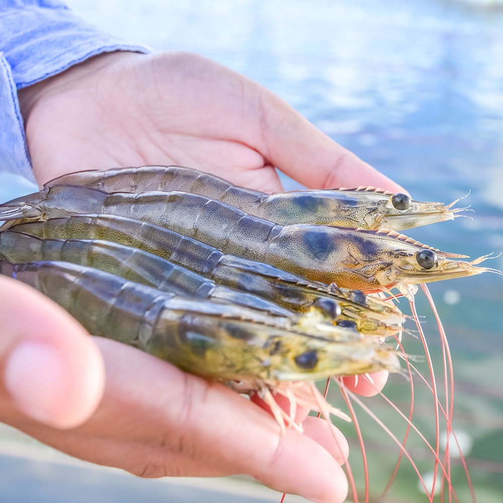 【上野物產】宏都拉斯進口 鮮凍生白蝦 (約55~60隻/1150g)盒 海鮮 蝦子