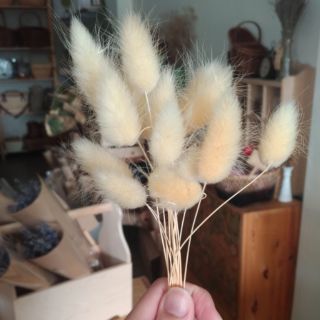 ✩NICE DAY✩乾燥花/兔尾草/3支/乾燥花材/diy/分裝