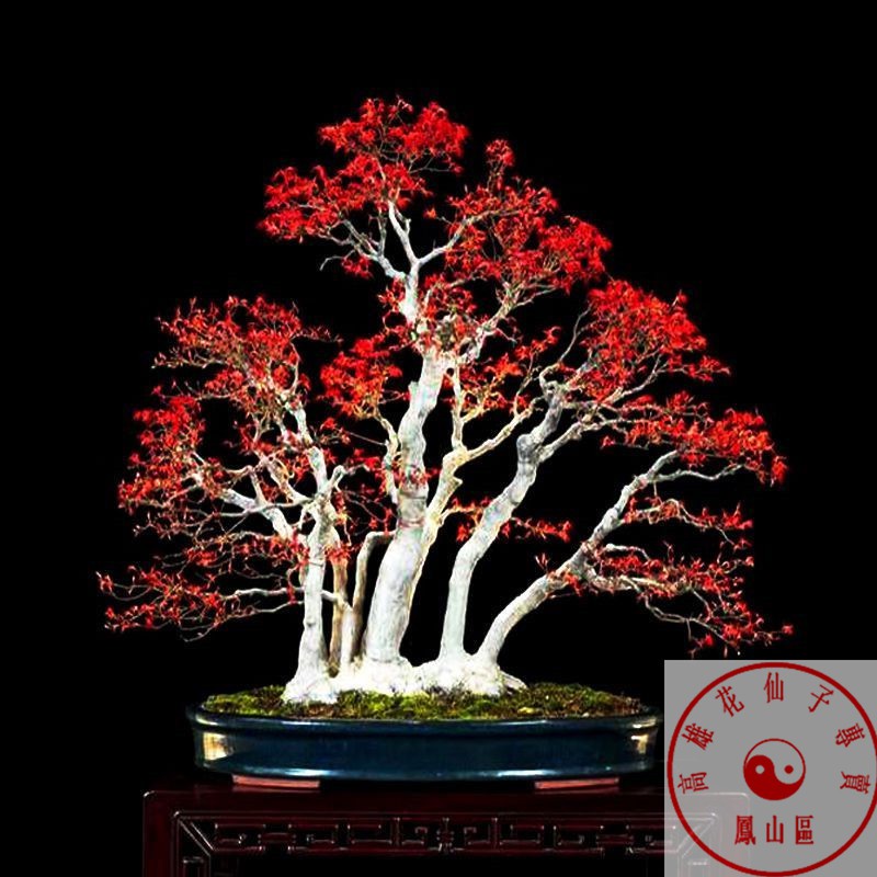 高雄花仙子挑戰網路最低價 美國紅楓種子秋火焰種子四季紅日本紅楓種子黃金楓種子 蝦皮購物