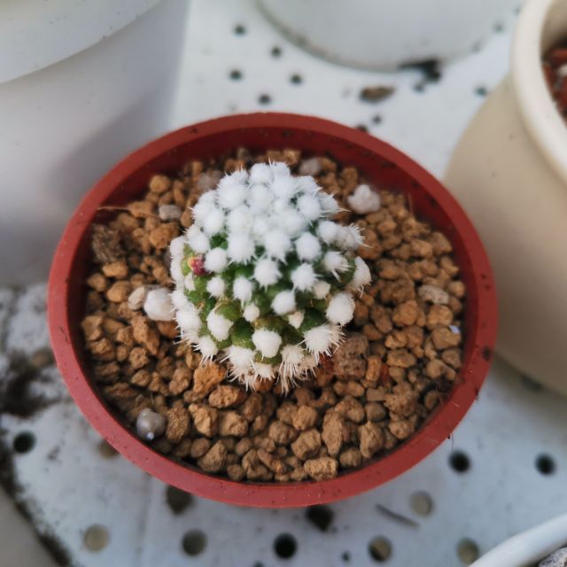 多肉植物，仙人掌，雪球