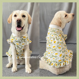 🌟CUBE STORE🌟 清新雛菊 寵物衣服 狗衣服 貓衣服 比熊 哈士奇 米克斯 黃金獵犬 柴犬 柯基 貴賓 馬爾濟斯