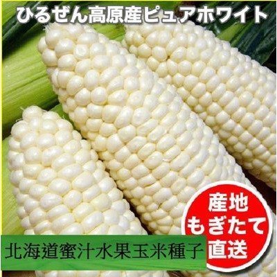 北海道蜜汁爆醬水果玉米種子20粒裝50元