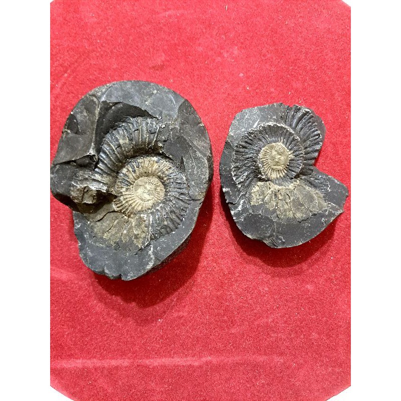 化石 貝 化石 遠古 侏儸紀 三疊紀 白堊紀 法螺 鸚鵡螺 恐龍 菊石