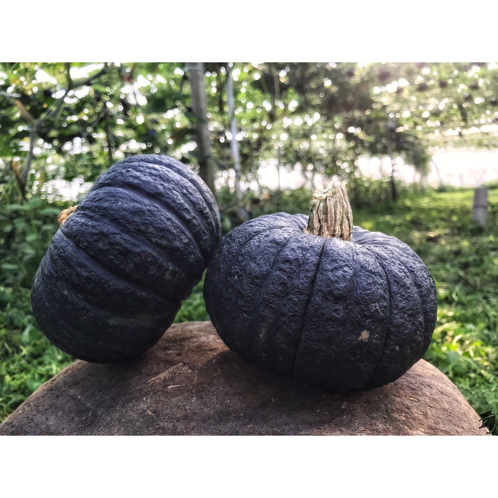 栗子南瓜 小黑品種 一斤55 巴掌大小 小顆品種 口感綿密小農自產自銷 蝦皮購物