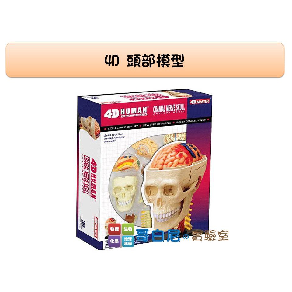 哥白尼的實驗室/生物/4D頭部模型/大腦 小腦 脊髓 頭顱/正版Fame Master/科學玩具
