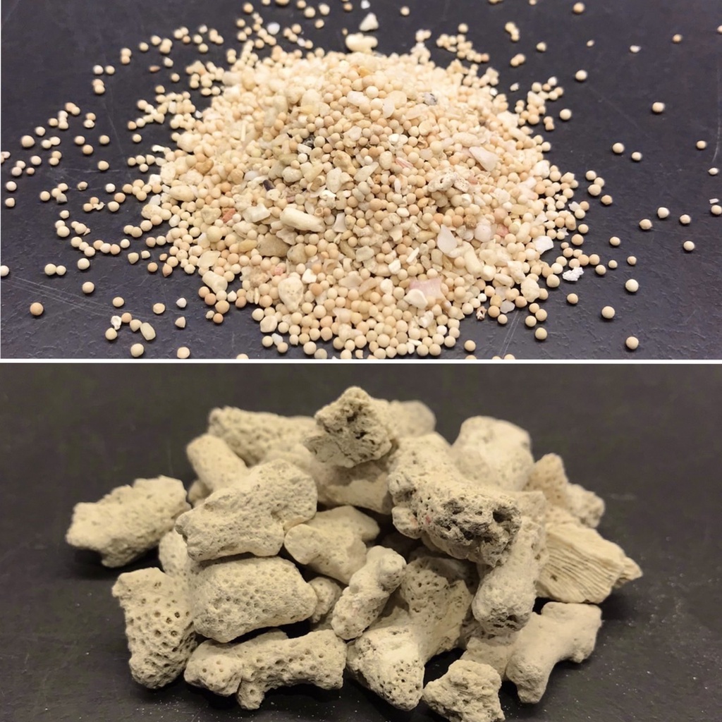 珊瑚砂 100g 1kg 20kg 2號 20號 珊瑚骨 珊瑚石 貝殼砂 菲律賓砂 貝殼沙 菲律賓沙 珊瑚沙