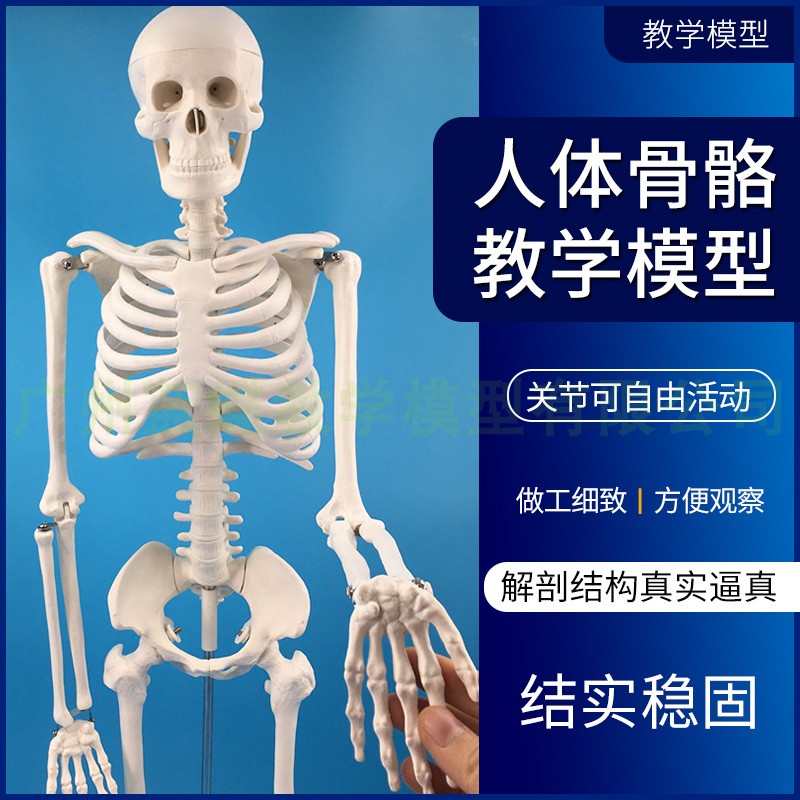 ♥❤人體骨骼模型45 85CM骨架模型 人體脊柱模型脊椎模型醫學骨骼骷髏