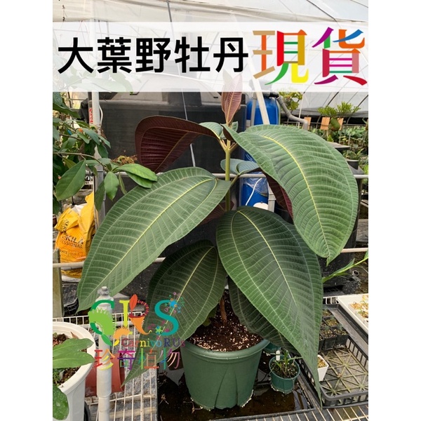 大葉野牡丹miconia Magnifica 觀葉植物雨林 Carnivorus 珍奇植物 蝦皮購物