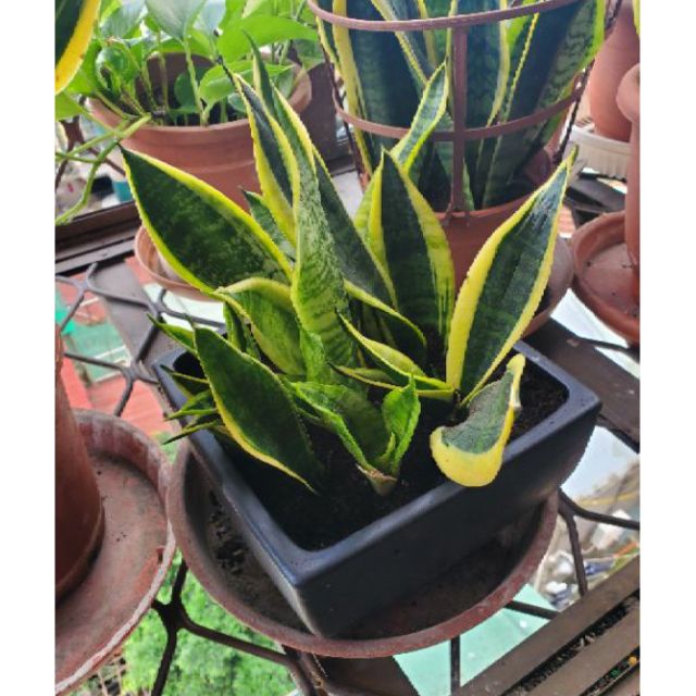 超好種 虎尾蘭室內植物檔煞風水植物風水植物清淨空氣辦公室闊葉植物闊葉綠色植物金邊室內盆 蝦皮購物