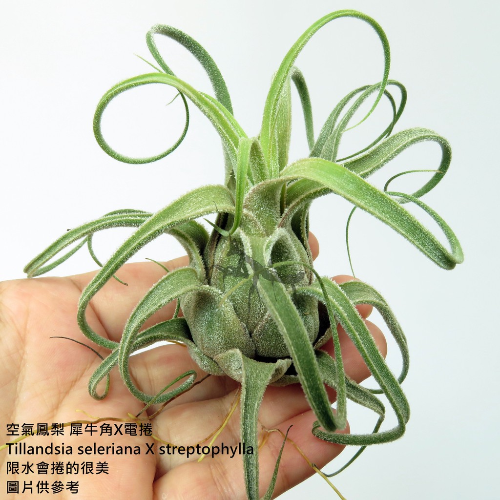 空氣鳳梨 犀牛角X電捲 Tillandsia seleriana X streptophylla