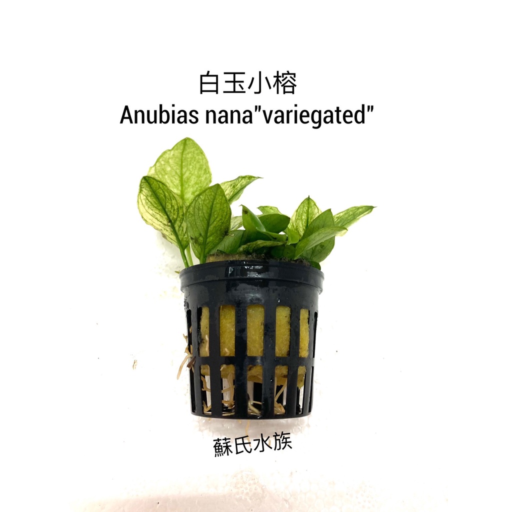 S水族 白斑小榕 限量珍藏 水草 陰性水草 前景 中景 後景 懶人草 水草造景 水族 新手水草 不用co2 蝦皮購物