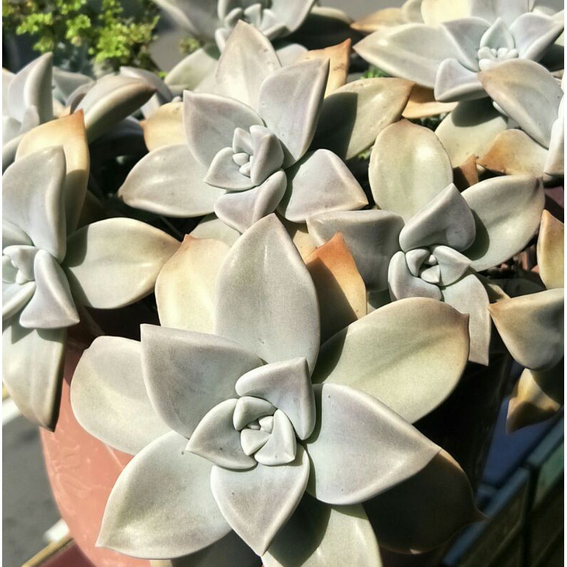 石蓮花裸株 可食用石蓮花1朵 25元 下單現剪 砍頭無根 朧月 多肉植物 蝦皮購物
