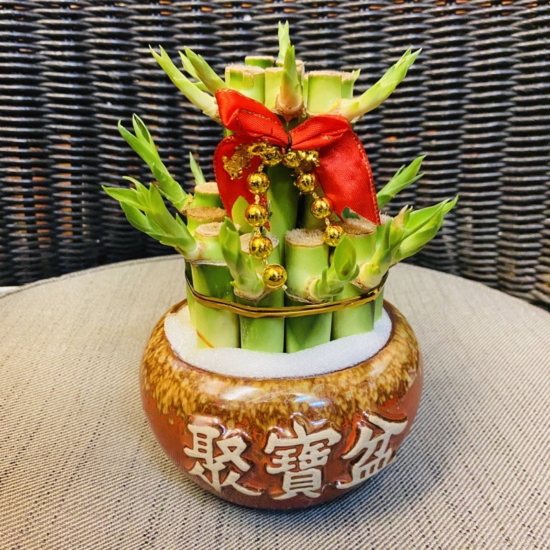 王冠園藝 雙層開運竹 聚寶盆萬年青 組合盆 水耕栽種 蝦皮購物