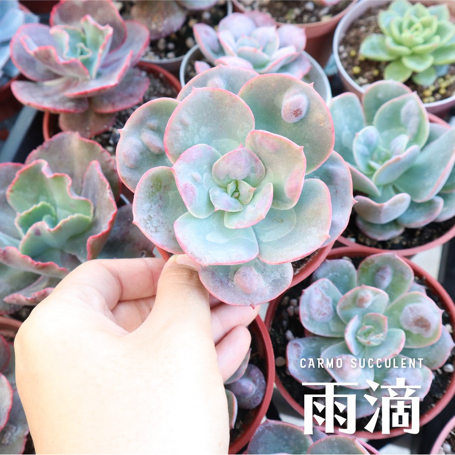 Carmo雨滴帶疣多肉植物成株 3吋 Z0122 蝦皮購物