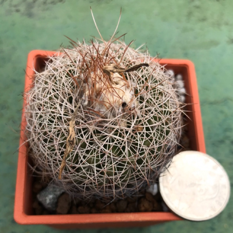 蜘蛛丸仙人掌多肉植物 蝦皮購物