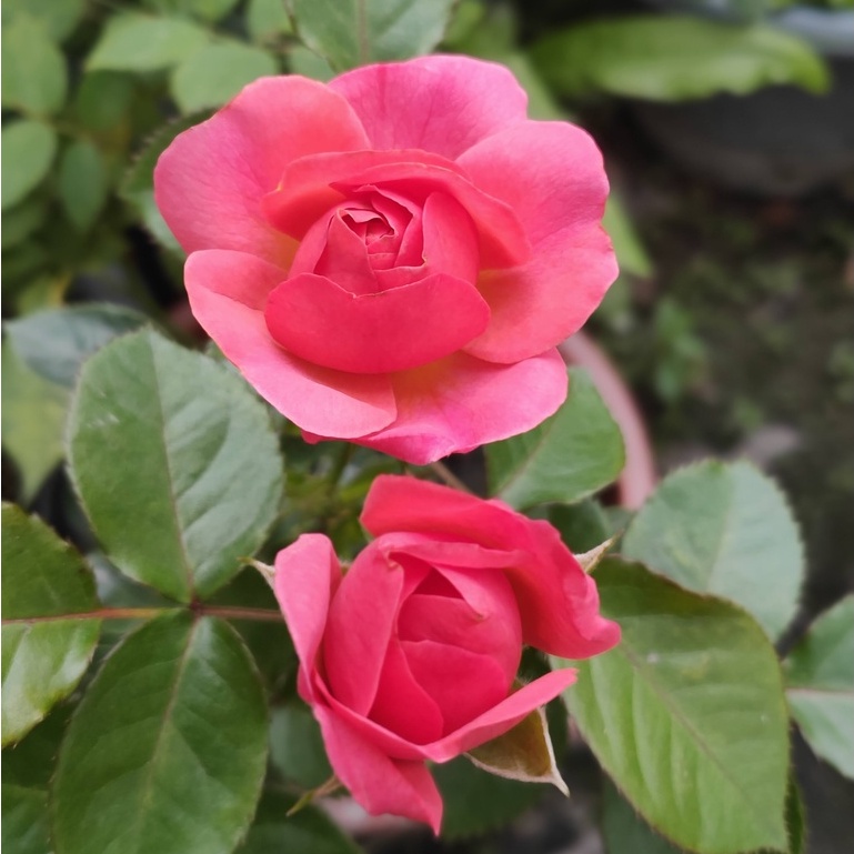 《希望與夢想》🈶貨 ⭐️耐熱 🌹 玫瑰花盆栽苗 🌹 玫瑰苗 🌹 玫瑰花苗 🌹 玫瑰盆花 🌹玫瑰花🌹