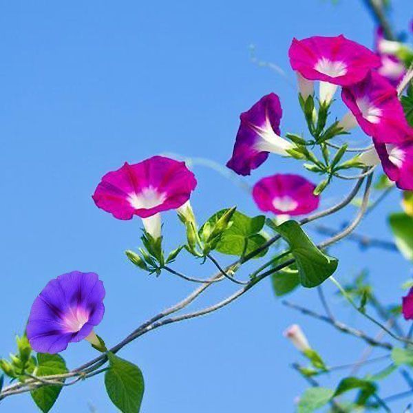 爬藤七色喇叭花稀有品種牽牛花超多款四季易種超低價發芽率99 蝦皮購物